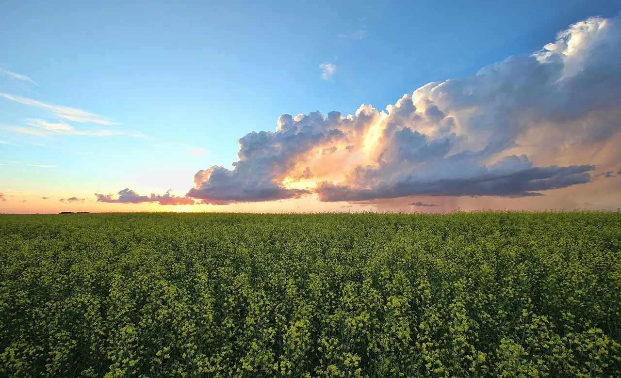 Canola field under a sunset sky, 2016