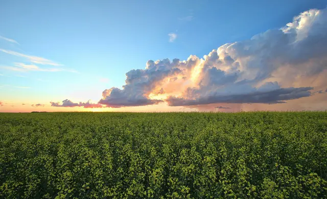 Canola field under a sunset sky